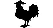 Chicken Rooster